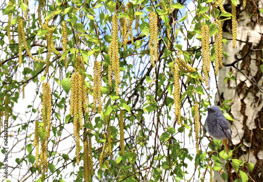 Twigs of Birch (Betula pendula) with blooming catkins and bird black redstart in spring time in forest Twigs of Birch (Betula pendula) with blooming catkins and bird black redstart in spring time in forest