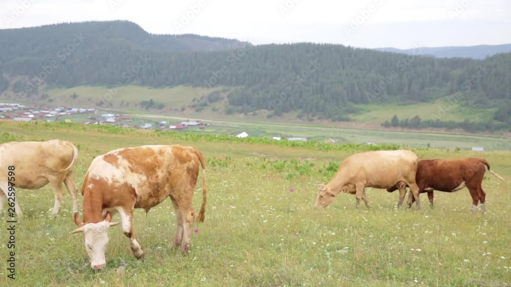 Brown, beige and spotted cows graze in the meadow. Close-up. Village in the valley of the river. Mountains and hills in the background. Country landscape. Brown, beige and spotted cows graze in the meadow. Close-up. Village in the valley of the river. Mountains and hills in the background. Country landscape.