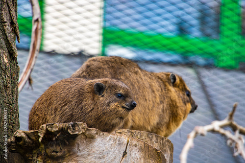 Rock Hyrax, Procavia capensis. Rare interesting mammal.