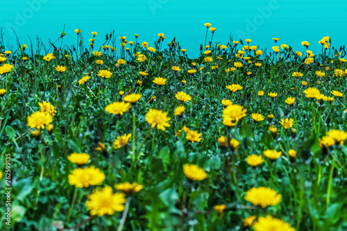 vibrant colors field of flowered yellow dandelions on light blue background