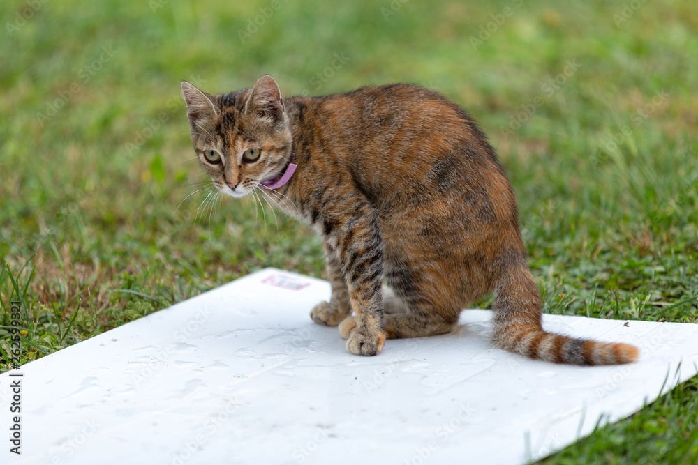 Naklejka premium Holly