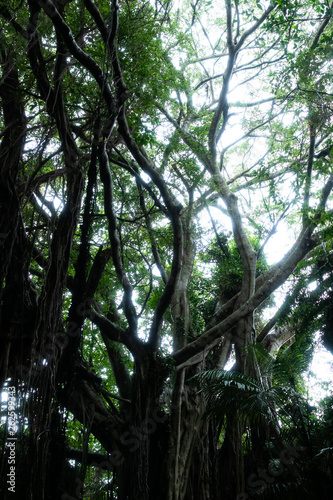 沖縄のカジュマルの木
