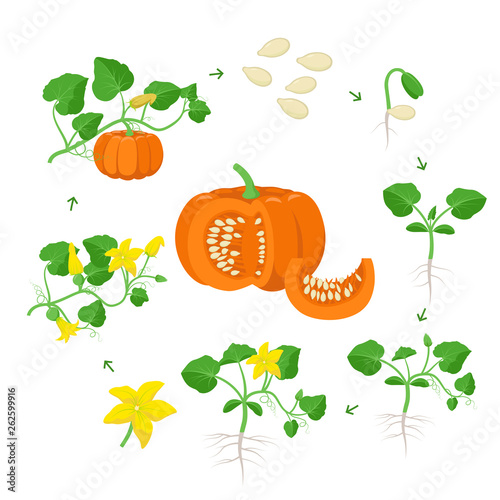 Pumpkin plant growth stages infographic elements in flat design. Life cycle of Cucurbita from seeds, sprout to ripe vegetable, plant life cycle isolated on white background vector illustration.