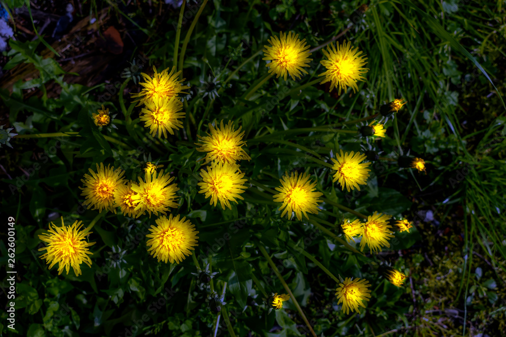view from above of luminous yellow flowers in the dark field view from above of luminous yellow flowers in the dark field