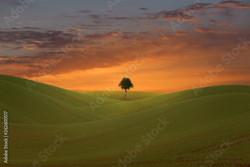 magical sunrise with a lonely tree on a field © OFC Pictures