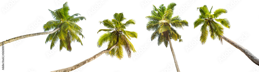 Fototapeta Palm Trees Isolated