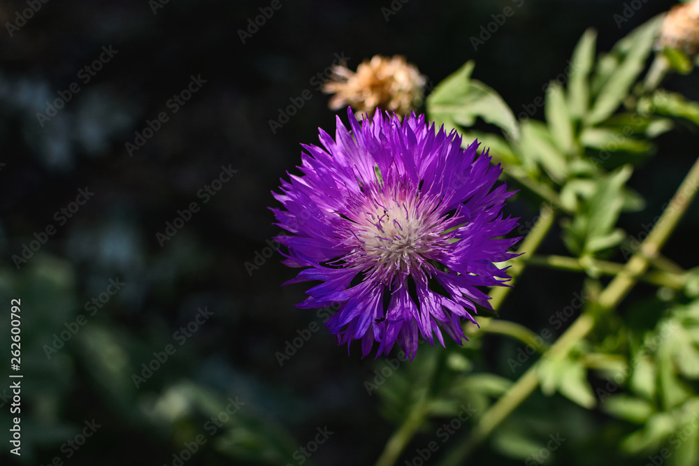 Colorful lonely summer pink flower on grass background Colorful lonely summer pink flower on grass background
