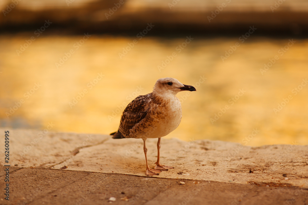 Obraz premium seagull on the beach