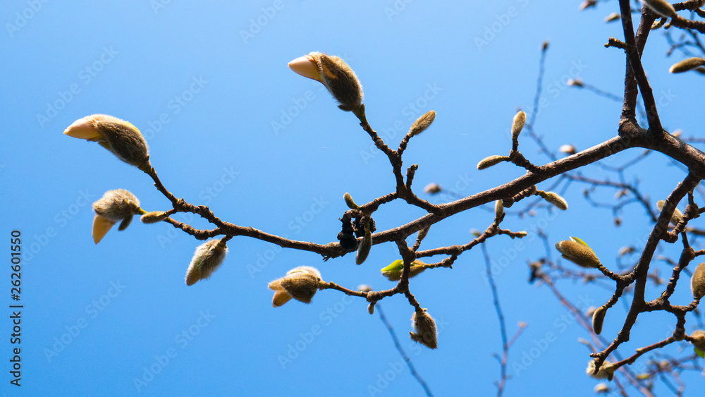 Unblown buds of a magnolia flower against a blue sky. White magnolia branch Unblown buds of a magnolia flower against a blue sky. White magnolia branch