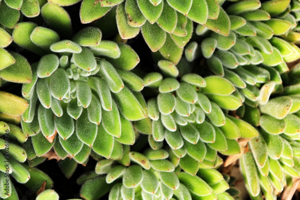 Naklejka premium Echeveria Setosa in the garden