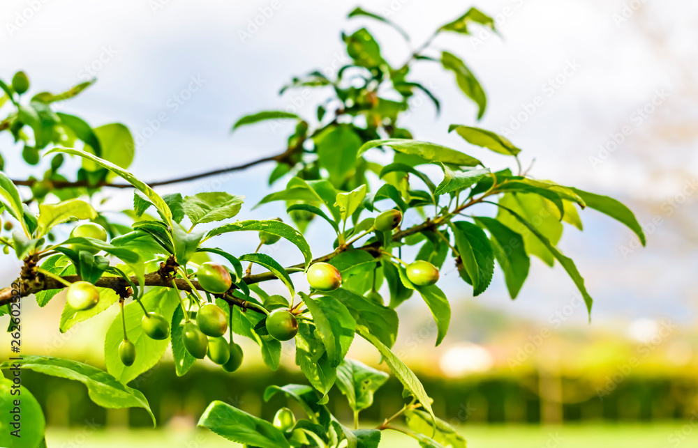 spring fruit buds grows on European plum tree branch