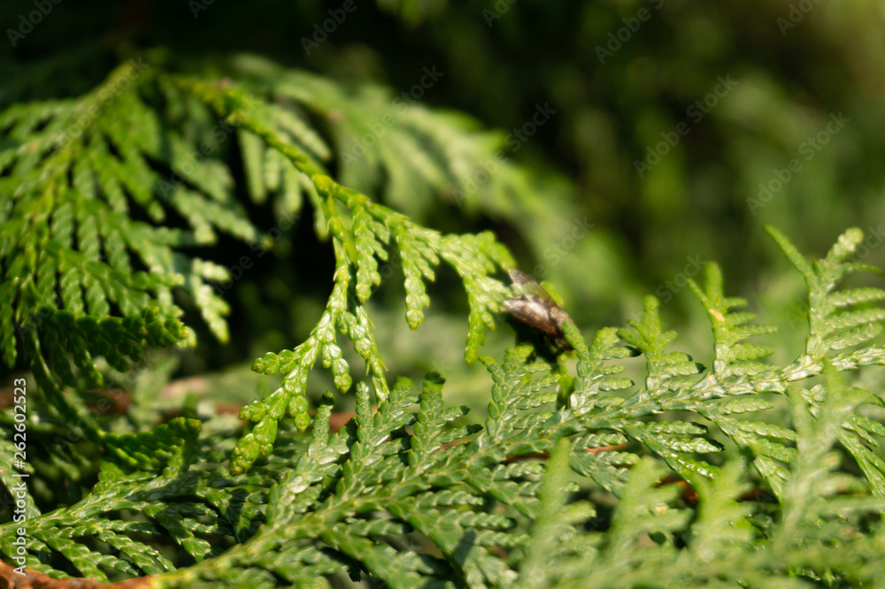 thuja and fly thuja and fly