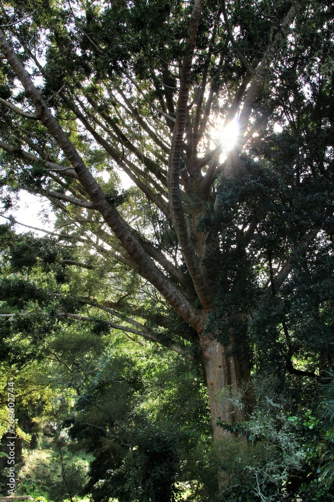 Fototapeta premium Leafy and green gardens in Sintra