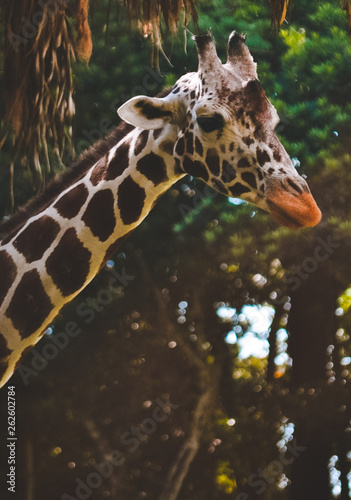Canvas Print portrait of giraffe