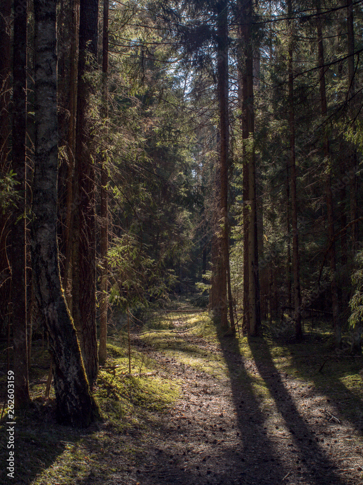 Obraz premium Forest