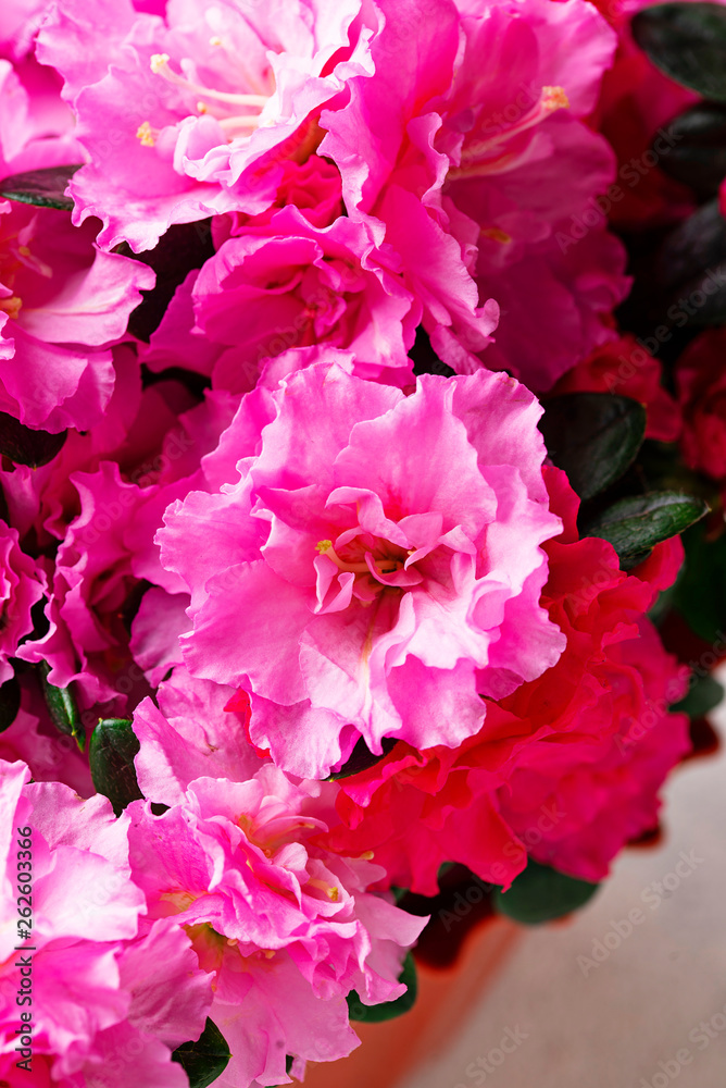 Azalea flower on light background Azalea flower on light background