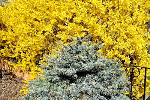 The blue Canadian spruce and the blossoming forzition European grow in a garden. Spring photo