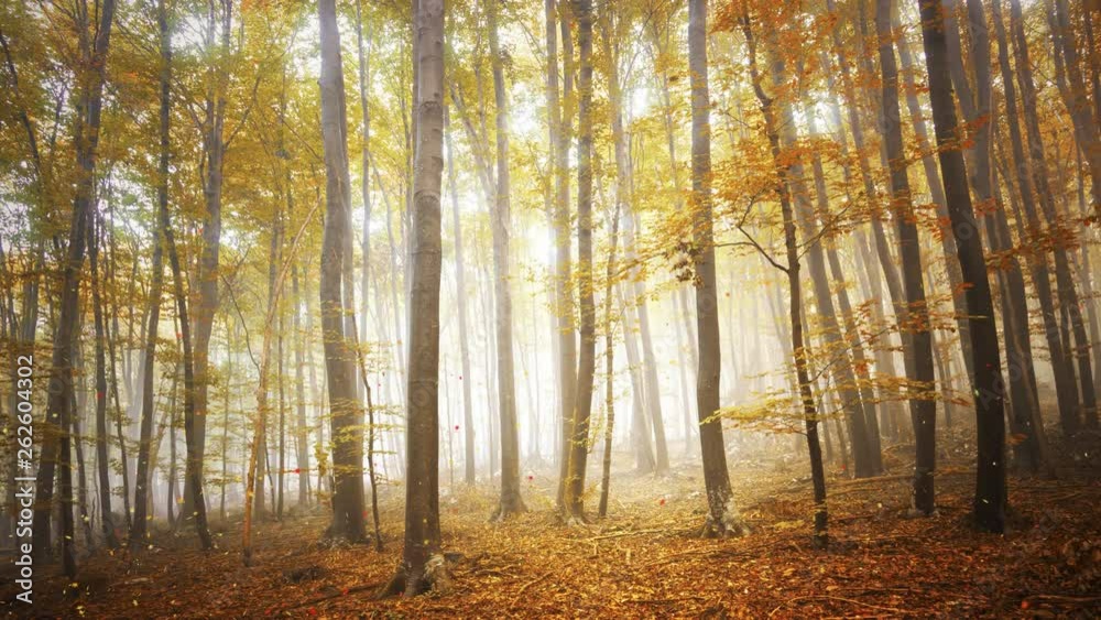 Beautiful gold coloured leaves falling down in the fall season forest landscape. Beautiful gold coloured leaves falling down in the fall season forest landscape.