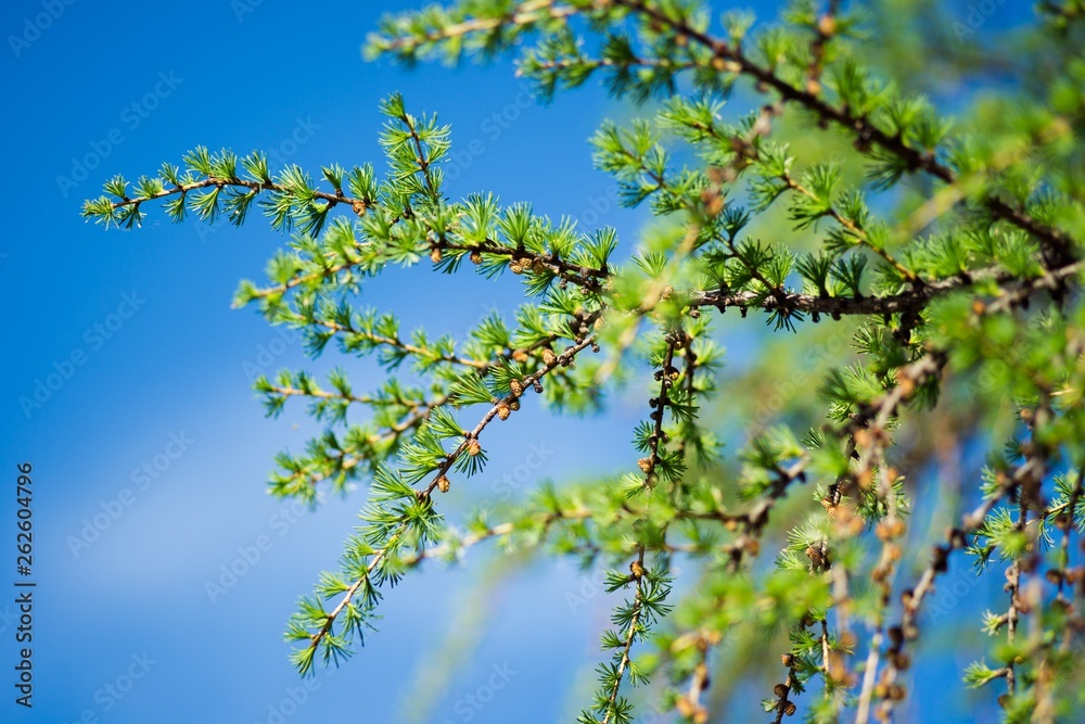 Bright green fluffy branches of the tree Larix decidua Pendula .Natural beauty larch tree twig .Young tart of larch on a background of blue sky.. Bright green fluffy branches of the tree Larix decidua Pendula .Natural beauty larch tree twig .Young tart of larch on a background of blue sky..