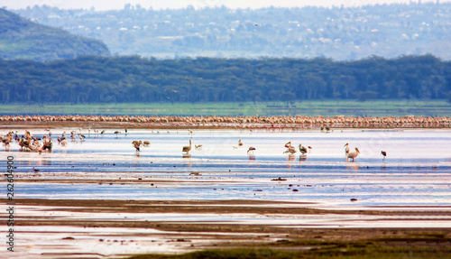 Fotografie A huge number of birds on a lake in Kenya.