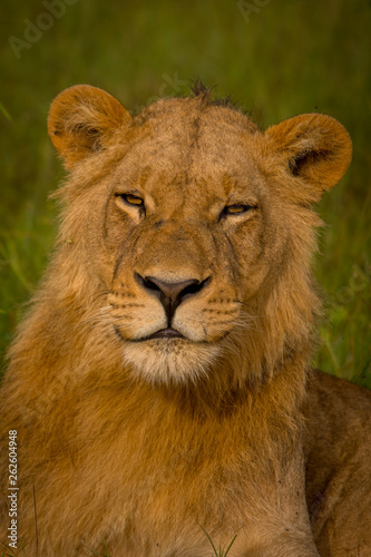 Beautiful Lion Caesar in the golden grass of Masai Mara  Kenya