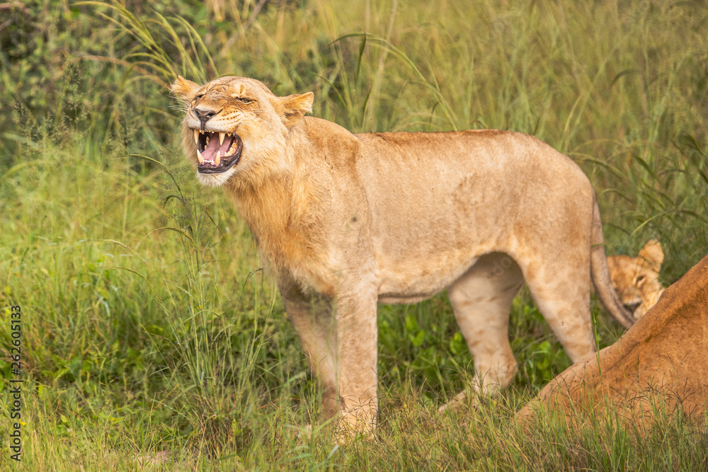 Beautiful Lion Caesar in the golden grass of Masai Mara, Kenya Beautiful Lion Caesar in the golden grass of Masai Mara, Kenya