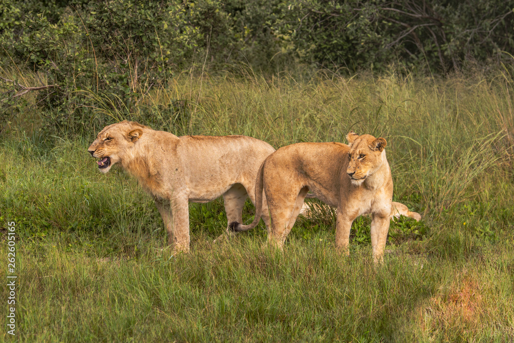 Beautiful Lion Caesar in the golden grass of Masai Mara, Kenya Beautiful Lion Caesar in the golden grass of Masai Mara, Kenya