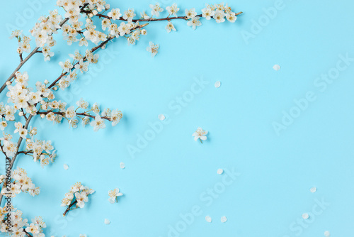 Spring background. Beautiful white flowering branches on pastel blue background. Spring and holiday concept. Flat lay  top view  copy space