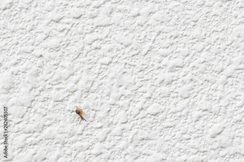 Baby snail on the white wall