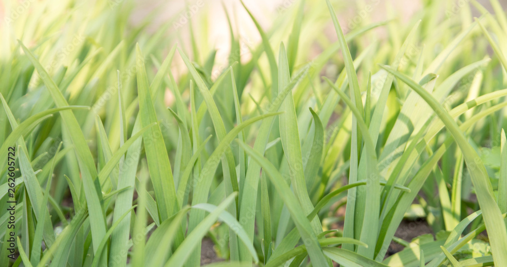 green grass background