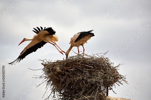 stork flying away from a nest