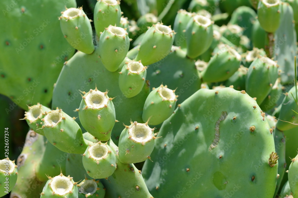 Indian fig, cactus pear (Opuntia ficus-indica, Opuntia ficus-barbarica) with yellow flover.