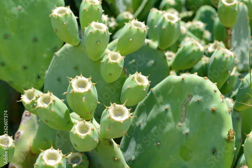 Indian fig  cactus pear  Opuntia ficus-indica  Opuntia ficus-barbarica  with yellow flover.