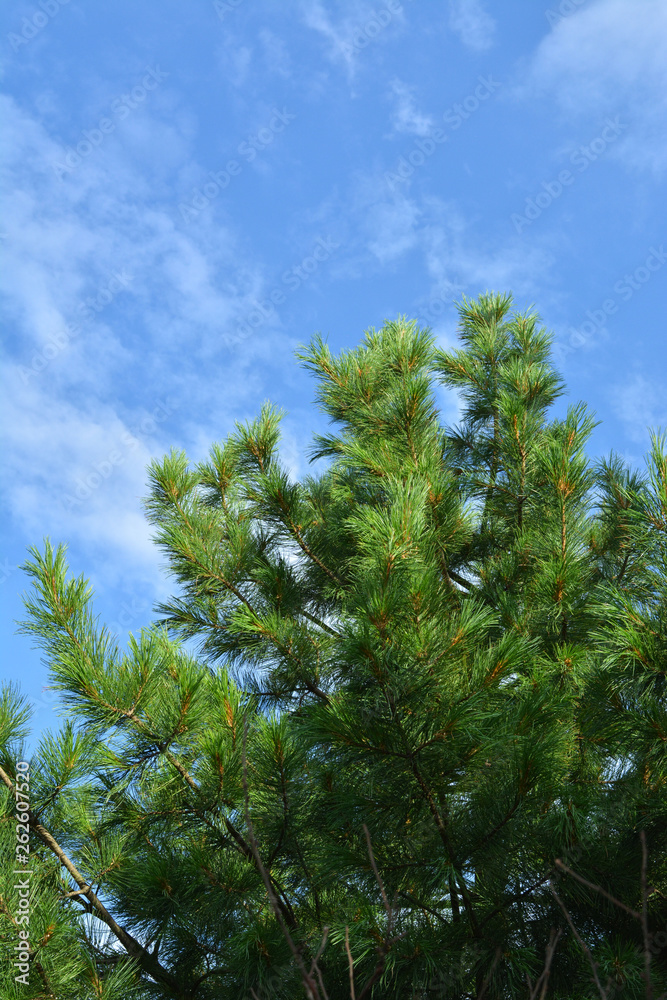 Green cedar on the background of blue sky. Green cedar on the background of blue sky.