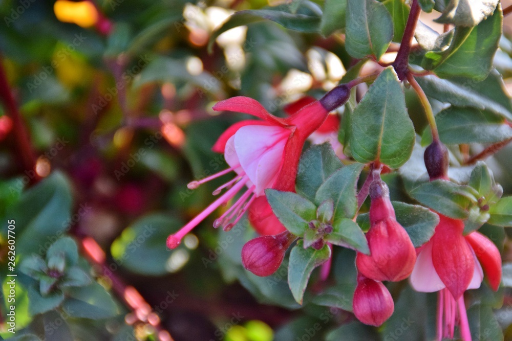 Fototapeta premium fiori di fucsia bianchi e rossi
