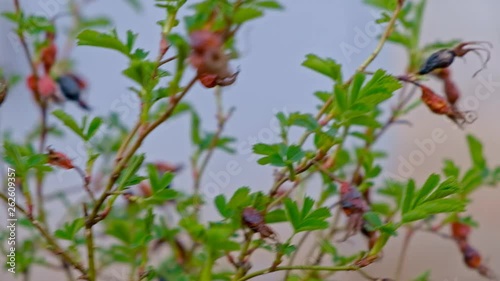 Barbaris plant berries on the branches shoot photo