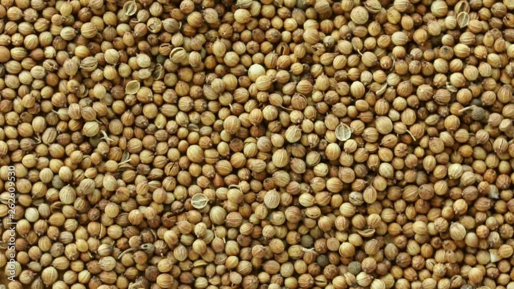 Rotating background with seeds of coriander. Top view. Close up. Rotating background with seeds of coriander. Top view. Close up.