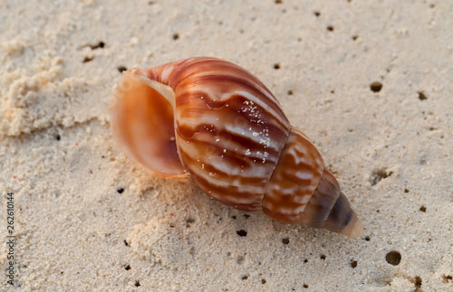 shell lying on the beach