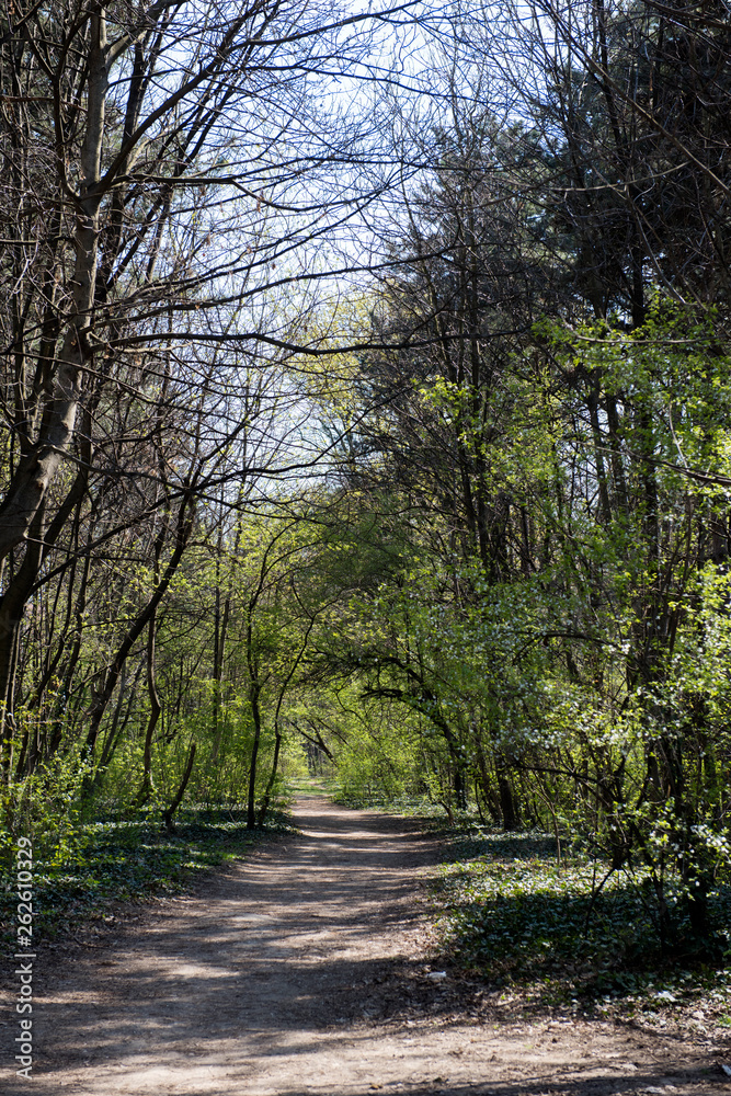 Forest path summer time