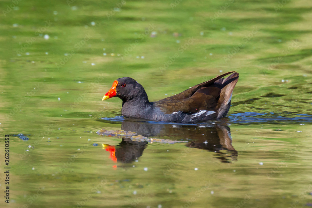common moorhen, Gallinula chloropus waterfowl common moorhen, Gallinula chloropus waterfowl