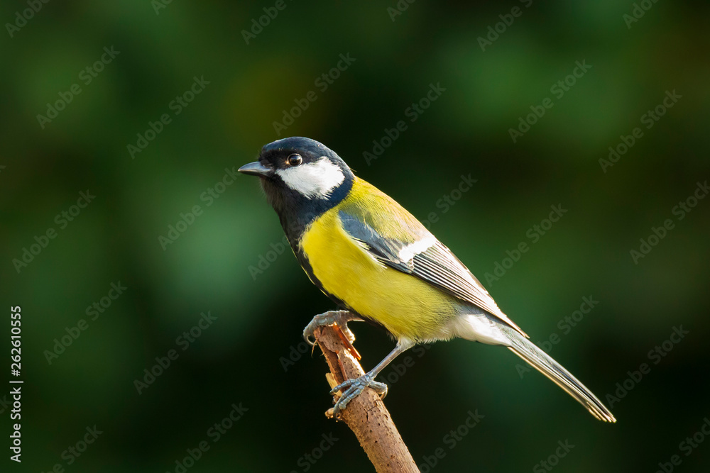 Fototapeta premium Great tit Parus major bird closeup