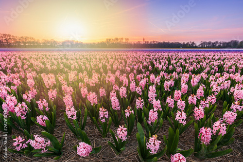 Colorful blooming flower field with pink and blue hyacinths during sunset.