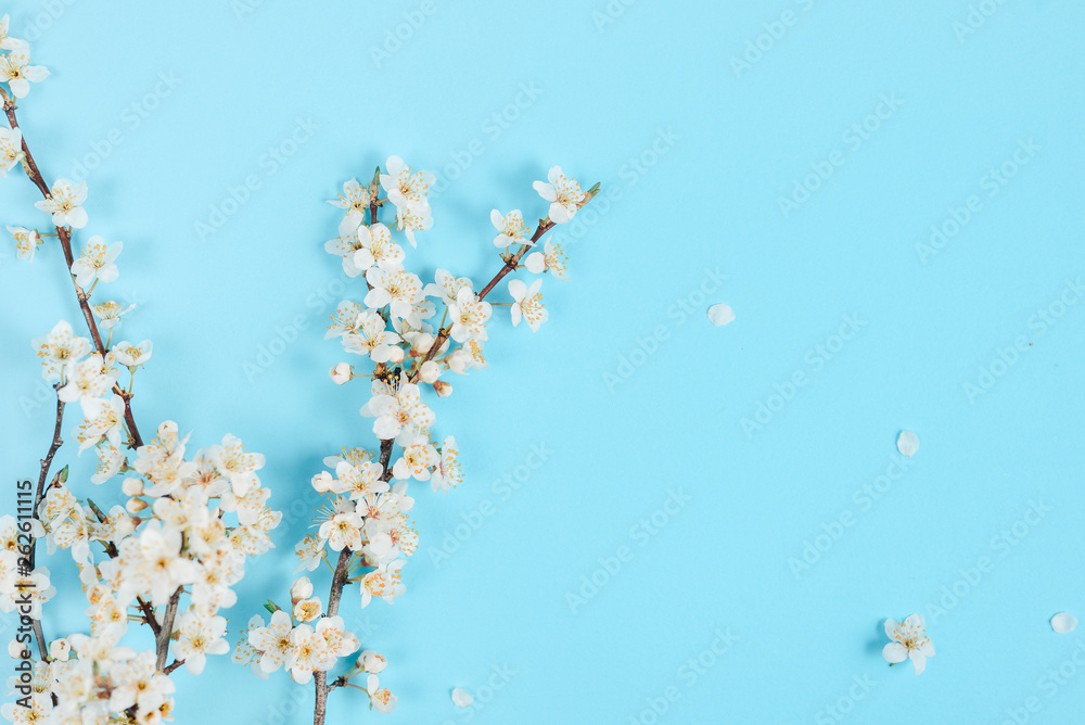 Flowers composition. Spring background with beautiful white flowering branches on pastel blue background. Spring and holiday concept. Flat lay, top view, copy space