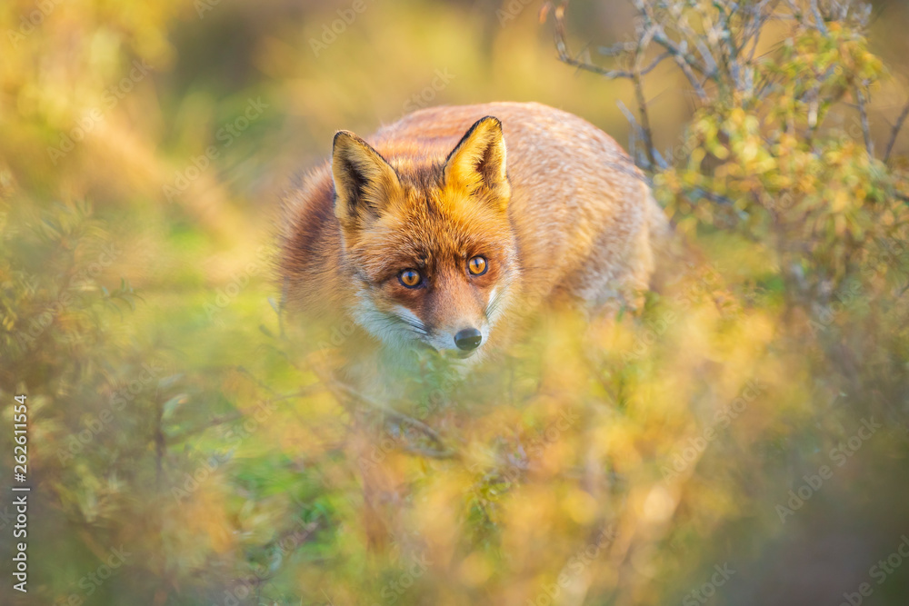 Obraz premium Wild red fox Vulpes Vulpes scavenging in a green meadow