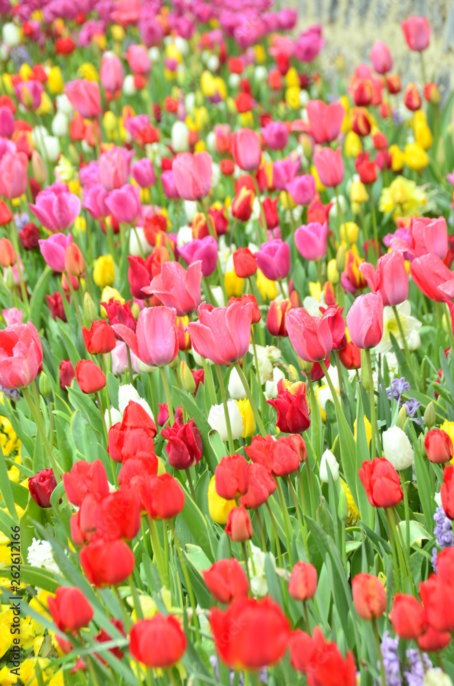 Fototapeta premium field of colorful tulips