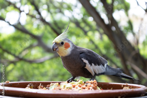 Cockatiel eating cereals out of a bowl