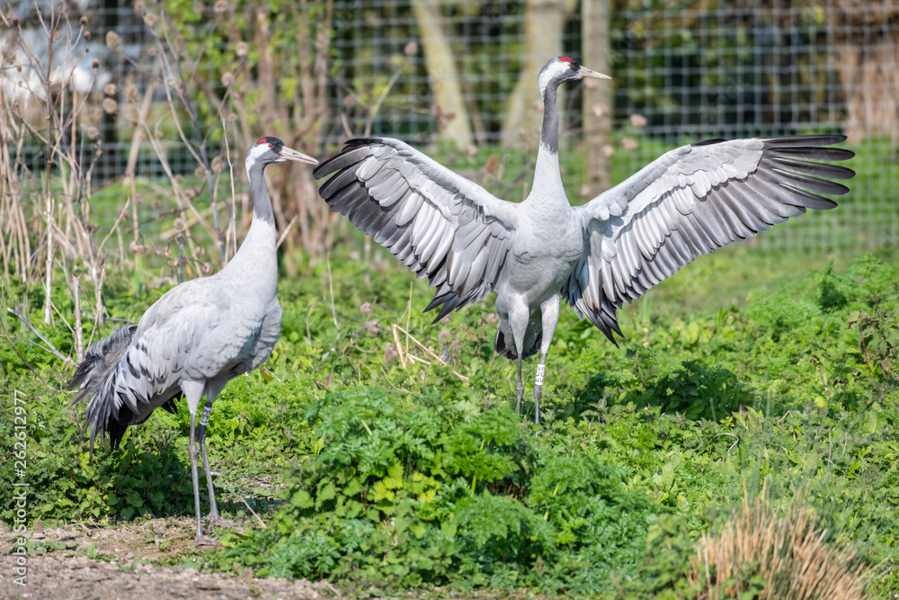 Naklejka premium Common Crane