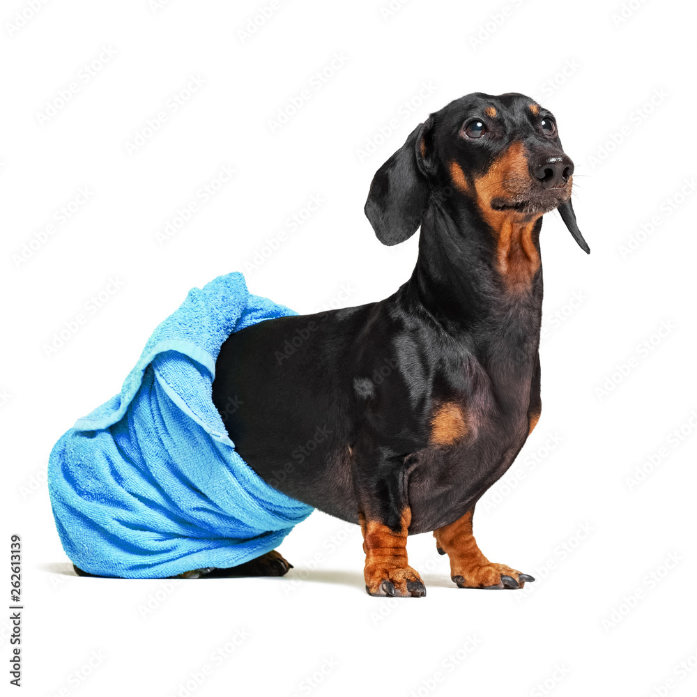 dog  breed of dachshund, black and tan, after a bath with a blue towel wrapped around her  body isolated on white background