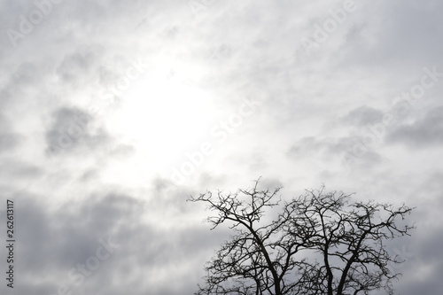 Top of the tree and overcast sky with sun © Mikalai Shtyk