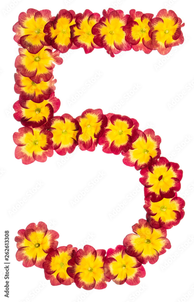 Numeral 5, five, from natural flowers of primula, isolated on white background